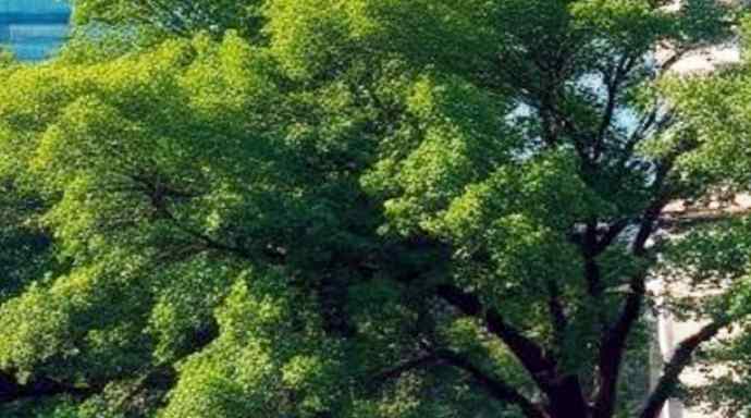 Un’azienda locale pianta centinaia di alberi e dona per la ricerca sul cancro al seno