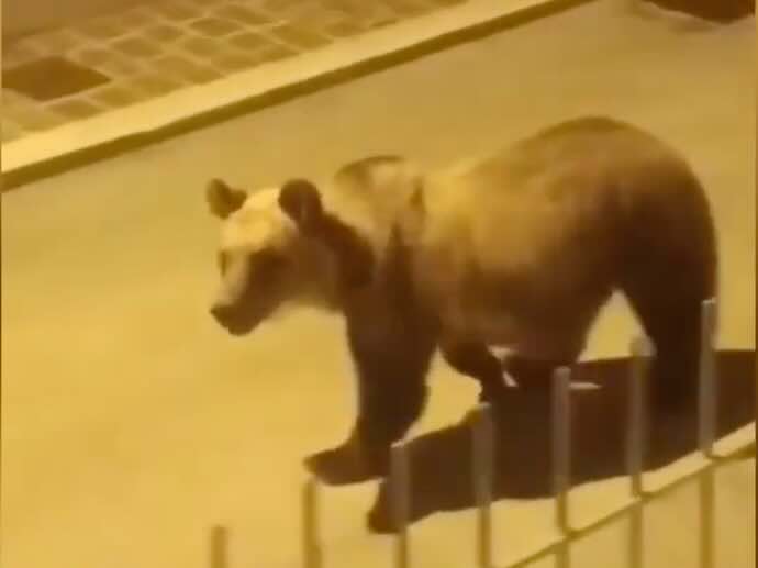 «Ciao orso, sei carino»: un bambino saluta l’animale selvatico dalla finestra – video da Roccaraso